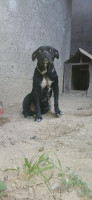 chien-cane-corso-tadmait-tizi-ouzou-algerie