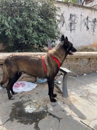 Malinois femelle top du top