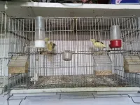 canari frise