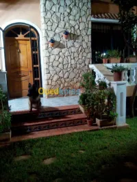 Vente Villa Oran Ain el turck