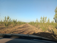 terrain-agricole-vente-djelfa-ain-oussara-algerie