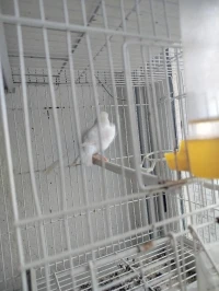 Vente canari 