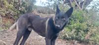 chien-malinois-noir-charbonne-aokas-bejaia-algerie