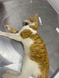 طب-و-صحة-cabinet-veterinaire-عين-سمارة-قسنطينة-الجزائر