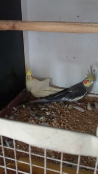 Copla kaloubsit