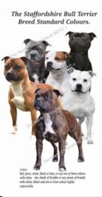 Pitbull et dog Argentine 