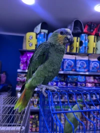 Perroquet amazone ببغاء امزون