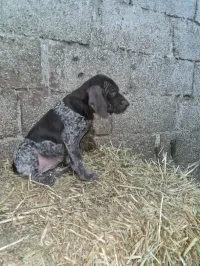 chien chasse braque allemand