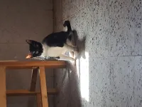 Chatons adopter 