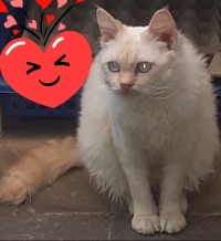 قطة-chat-persan-الجزائر-وسط