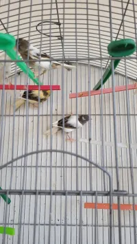 Canari 