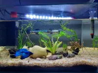 Aquarium Importation