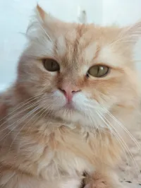 Chat persan Himalayen Pour accouplement 