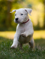 chien-chiot-dog-argentins-ain-benian-alger-algerie