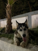 chien-husky-malamute-reghaia-alger-algerie