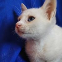 chat-pour-adoption-sidi-mhamed-alger-algerie