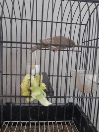 Canari jaspe 