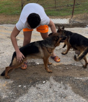 chien-femel-berger-allemand-pedigree-khraissia-alger-algerie