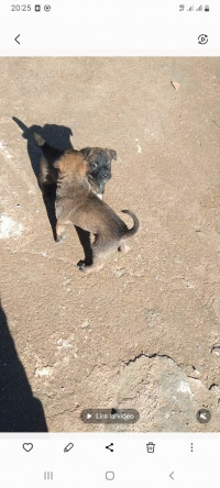 chien-malinois-boghni-tizi-ouzou-algerie