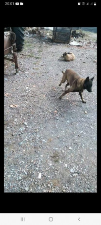 chien-malinois-boghni-tizi-ouzou-algerie