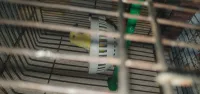 Canari satiné yeux rouge femelle wajda