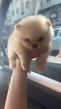 Spitz Pomeranian