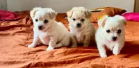 Chiot chihuahua