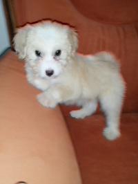 كلب-caniche-bichon-عين-بسام-البويرة-الجزائر