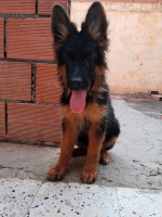 chien-berger-allemand-2-mois-algerie