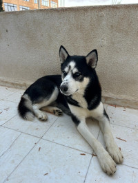 chien-deux-chiots-husky-cheraga-alger-algerie