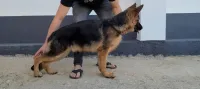 Berger allemand Pedigree 