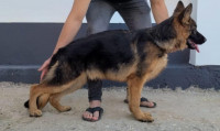 chien-berger-allemand-pedigree-azazga-tizi-ouzou-algerie