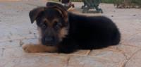 chien-berger-allemand-chiot-alger-centre-algerie