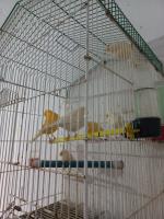 oiseau-kayen-6-canaries-chabin-wajdin-birkhadem-alger-algerie