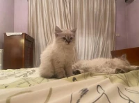 Chaton de race 