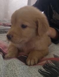 كلب-golden-retriver-mal-age-de-2moia-فوكة-تيبازة-الجزائر