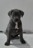 chien-cane-corso-tessala-el-merdja-alger-algerie