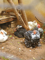 animaux-de-ferme-poules-et-coq-race-bantam-pekin-algerie