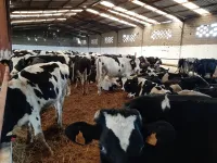 VACHES LAITIERES -الأبقار الحلوب Arrivage du 17\09\2023 