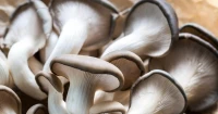 Champignon pleurote