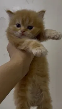 Chat persan