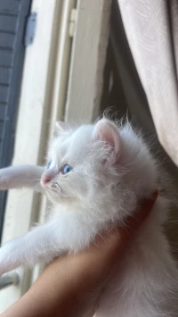 Chat persan femelle