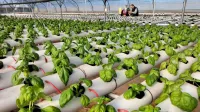 Etudes en investissement, études agricole, conseils en investissement.