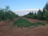 Vente Terrain Agricole Béchar Kenadsa