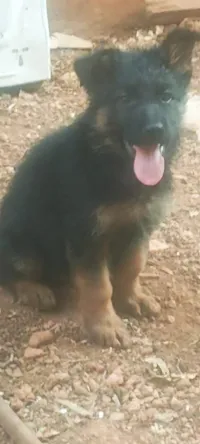 Berger Allemand 