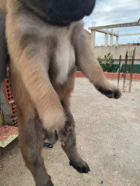 chien-chiots-malinois-douera-alger-algerie