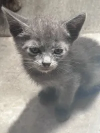 Chat
