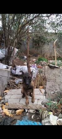 Malinoi pure rase