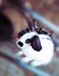 Lapin