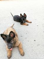 chien-chiots-malinois-amizour-bejaia-algerie